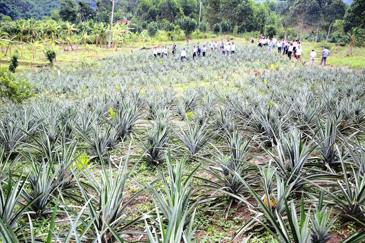 Quảng Ngãi giảm nghèo bền vững nhờ truyền thông hiệu quả