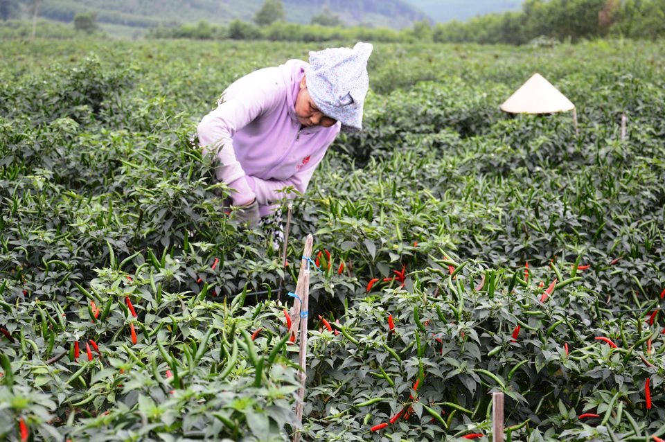 Quảng Ngãi nỗ lực đưa sản phẩm nông nghiệp vươn xa