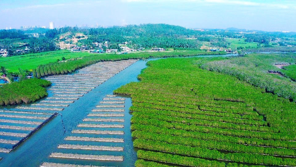 Ngắm nhìn vẻ đẹp hoang sơ, lạ mắt của rừng ngập mặn Bàu Cá Cái