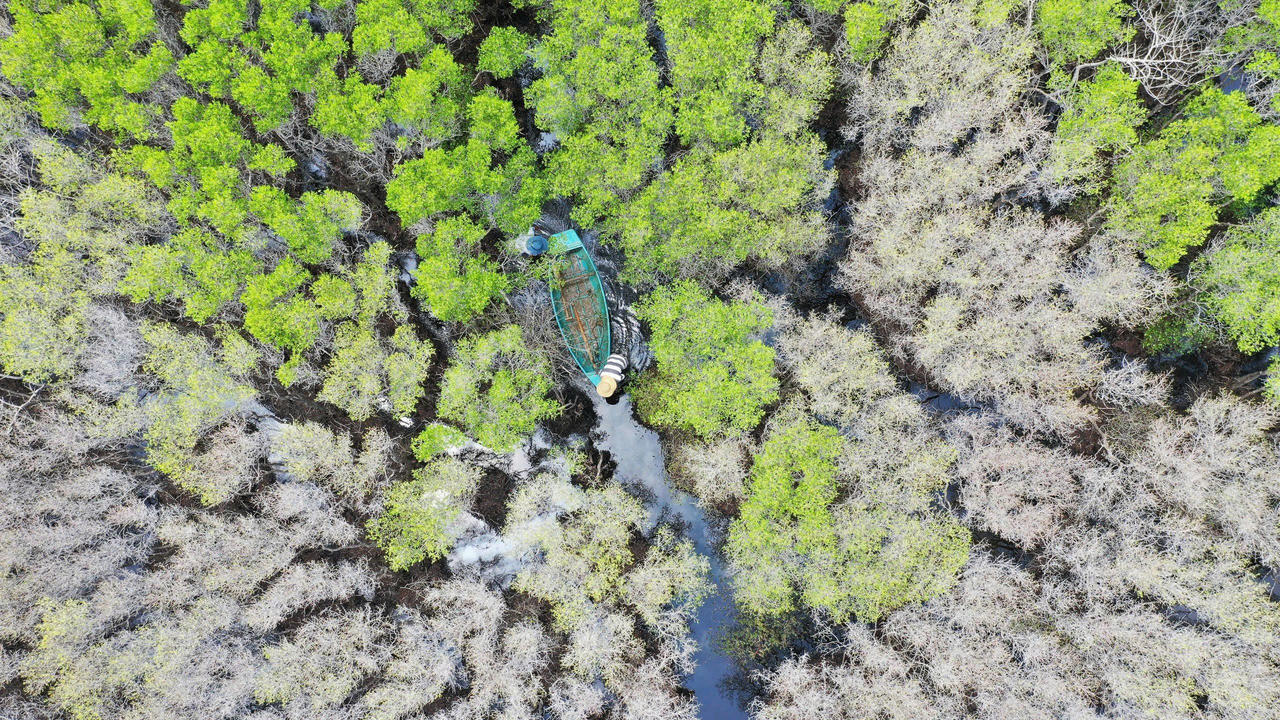 Ngắm nhìn vẻ đẹp hoang sơ, lạ mắt của rừng ngập mặn Bàu Cá Cái