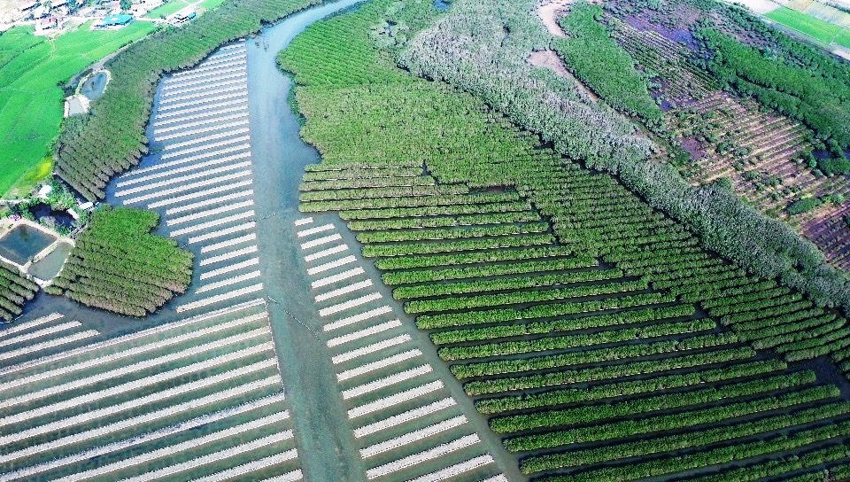 Ngắm nhìn vẻ đẹp hoang sơ, lạ mắt của rừng ngập mặn Bàu Cá Cái