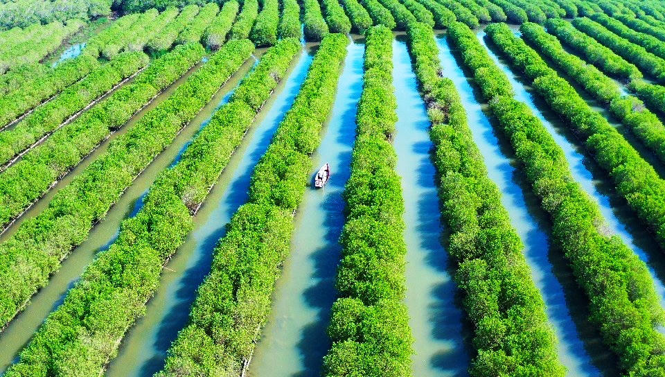 Ngắm nhìn vẻ đẹp hoang sơ, lạ mắt của rừng ngập mặn Bàu Cá Cái