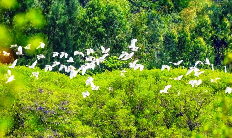 Ngắm nhìn vẻ đẹp hoang sơ, lạ mắt của rừng ngập mặn Bàu Cá Cái