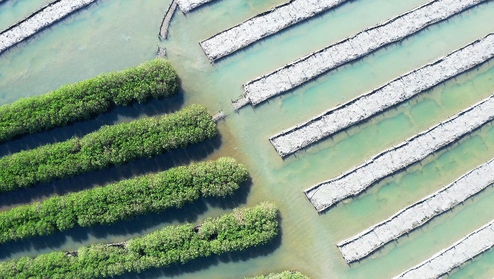 Ngắm nhìn vẻ đẹp hoang sơ, lạ mắt của rừng ngập mặn Bàu Cá Cái