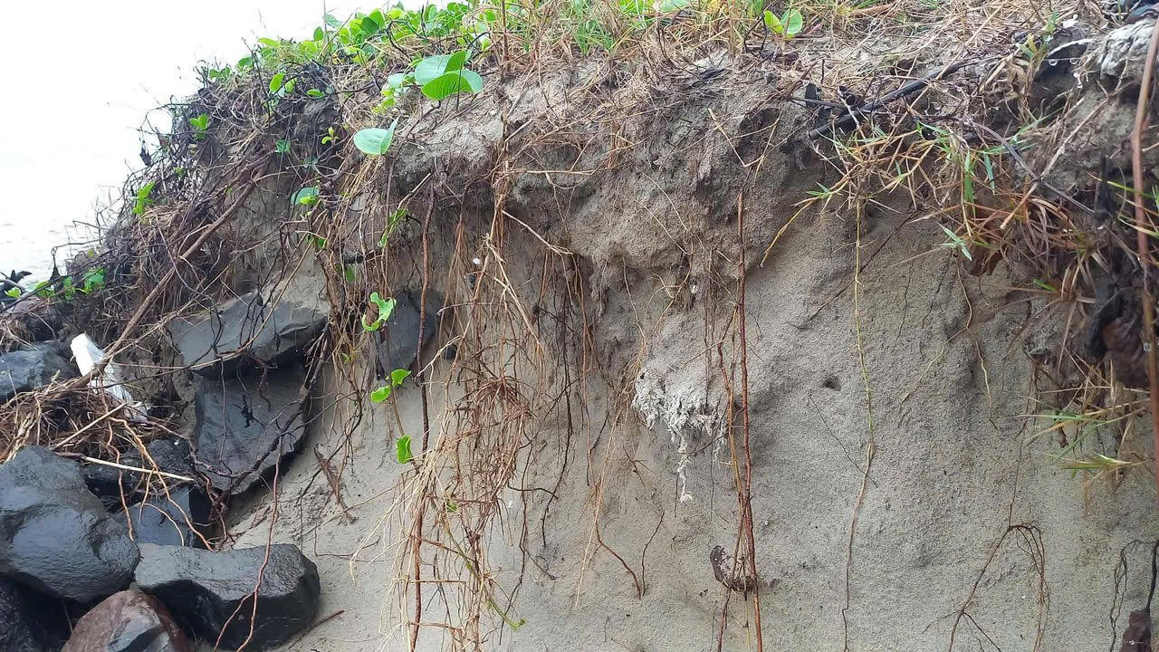 Bãi biển đẹp nhất Quảng Ngãi bị sạt lở, uy hiếp đường giao thông