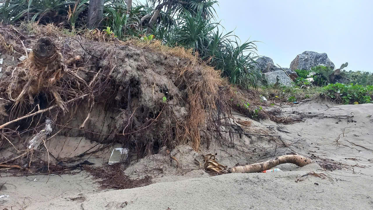 Bãi biển đẹp nhất Quảng Ngãi bị sạt lở, uy hiếp đường giao thông