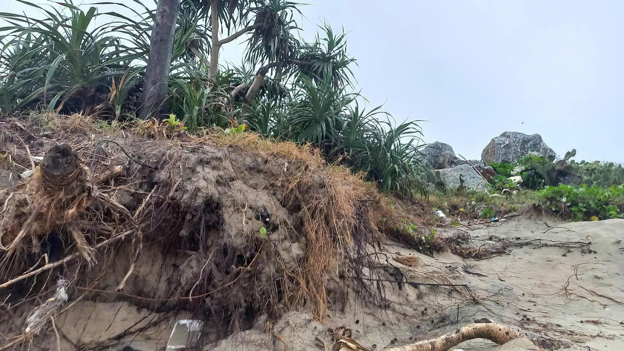 Bãi biển đẹp nhất Quảng Ngãi bị sạt lở, uy hiếp đường giao thông