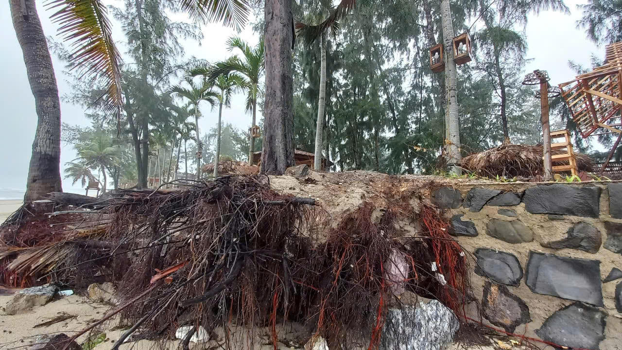 Bãi biển đẹp nhất Quảng Ngãi bị sạt lở, uy hiếp đường giao thông