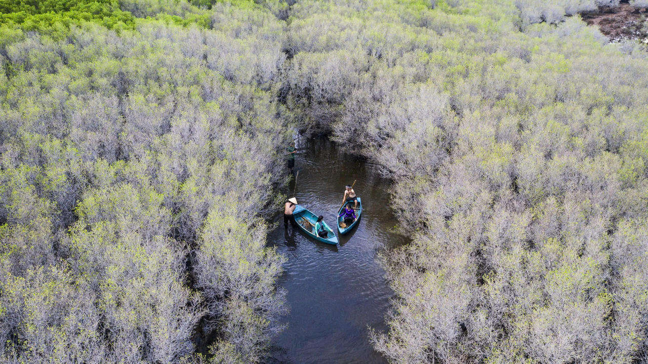 Ngắm nhìn vẻ đẹp hoang sơ, lạ mắt của rừng ngập mặn Bàu Cá Cái