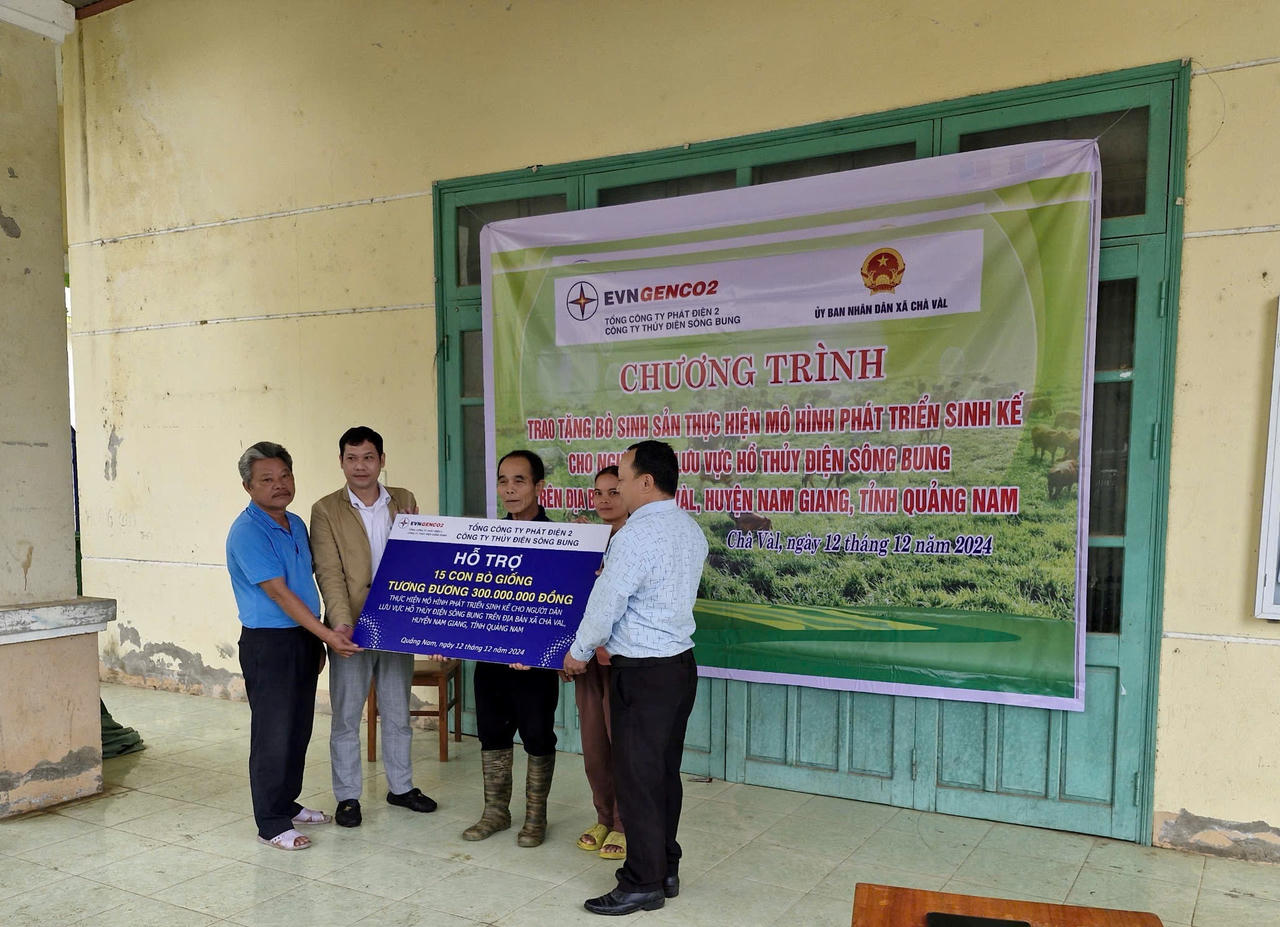 Công ty Thủy điện Sông Bung tặng 30 con bò giống cho người nghèo ở Quảng Nam