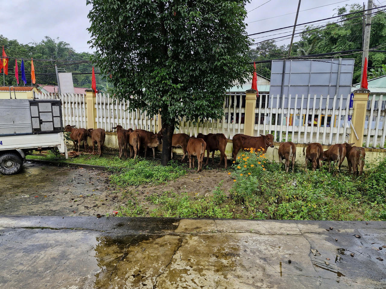 Công ty Thủy điện Sông Bung tặng 30 con bò giống cho người nghèo ở Quảng Nam