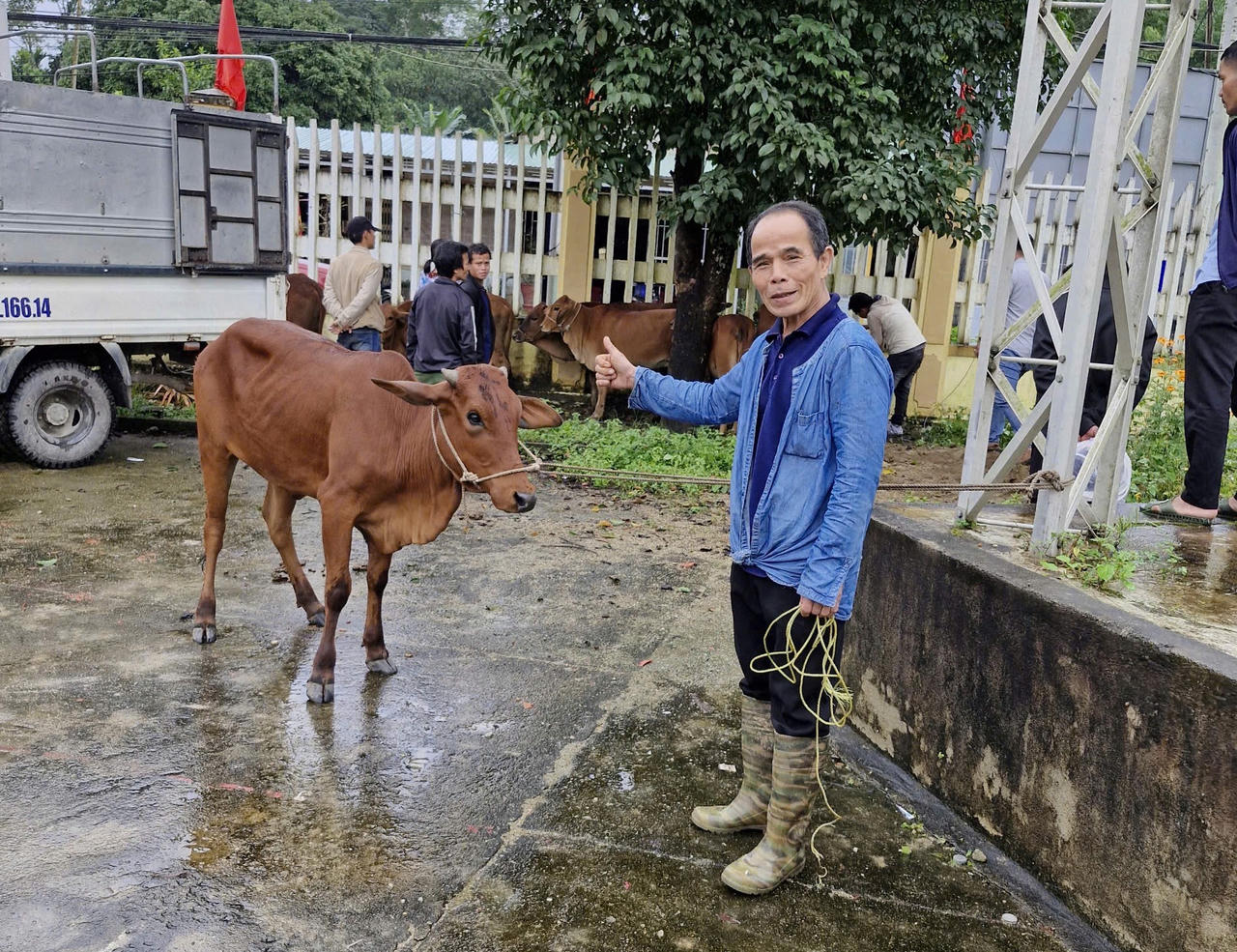 Công ty Thủy điện Sông Bung tặng 30 con bò giống cho người nghèo ở Quảng Nam