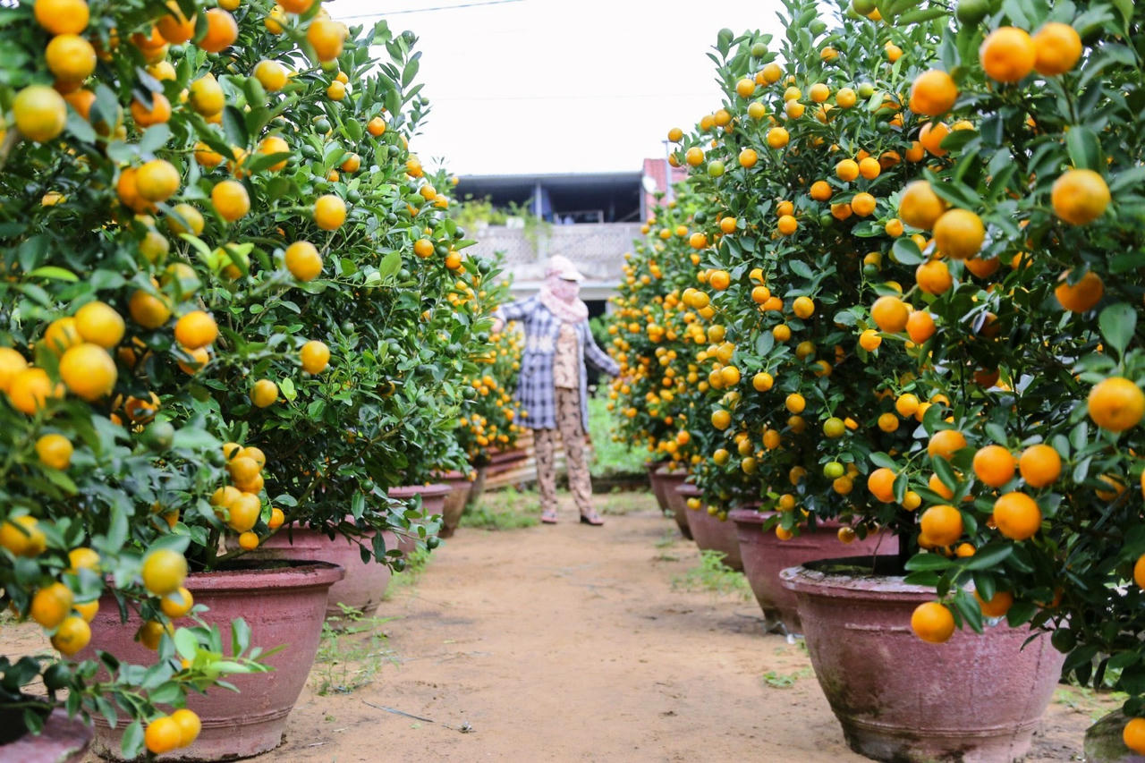 Làng quất cảnh lớn nhất miền Trung “đắt hàng”, nông dân phấn khởi đón tết