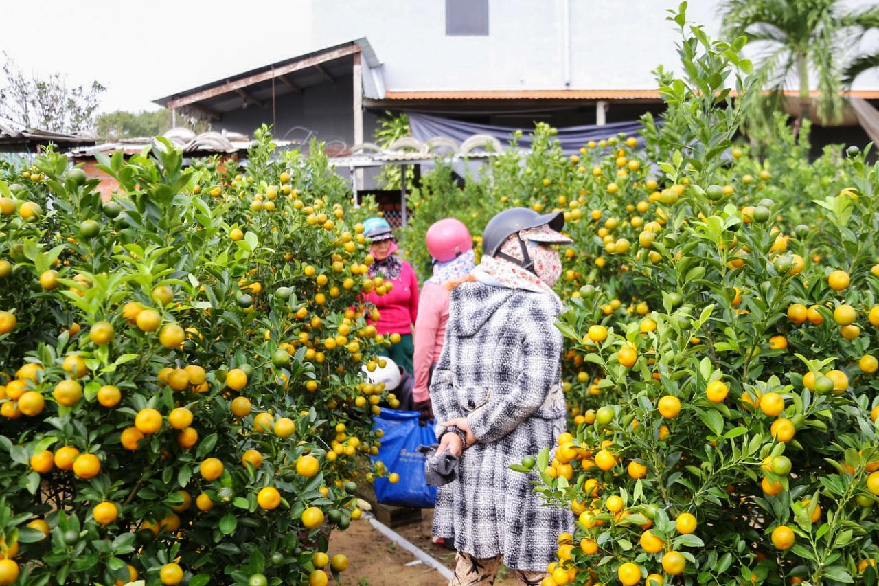 Làng quất cảnh lớn nhất miền Trung “đắt hàng”, nông dân phấn khởi đón tết