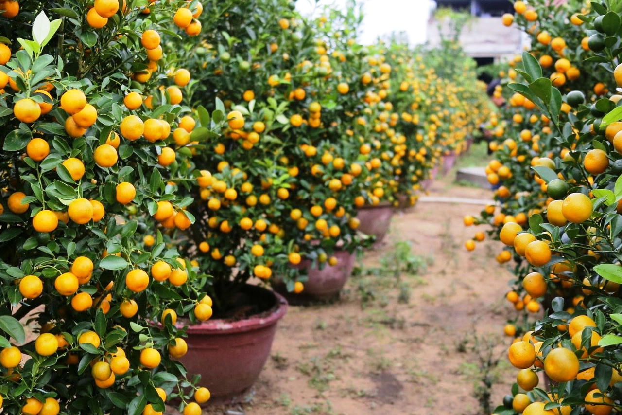 Làng quất cảnh lớn nhất miền Trung “đắt hàng”, nông dân phấn khởi đón tết