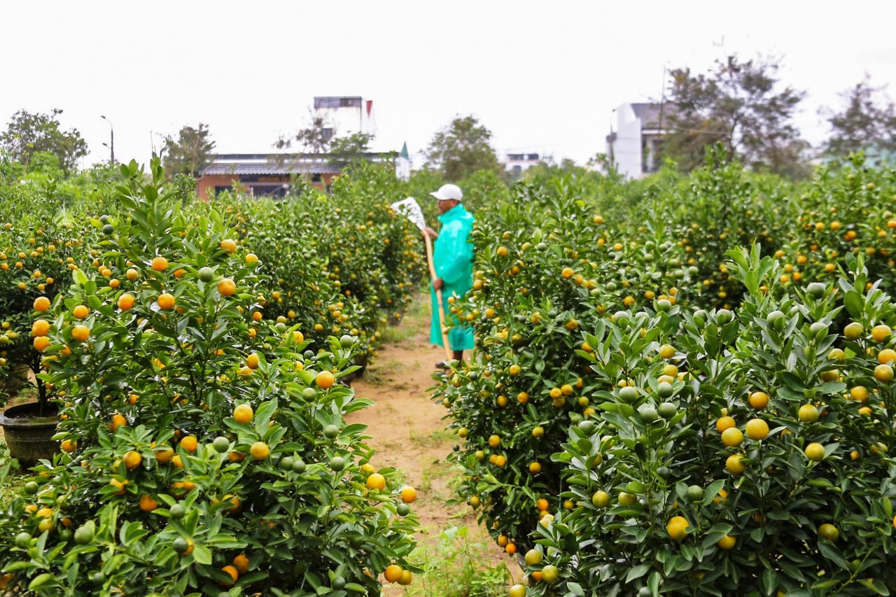Làng quất cảnh lớn nhất miền Trung “đắt hàng”, nông dân phấn khởi đón tết