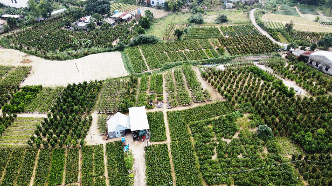 Làng quất cảnh lớn nhất miền Trung “đắt hàng”, nông dân phấn khởi đón tết