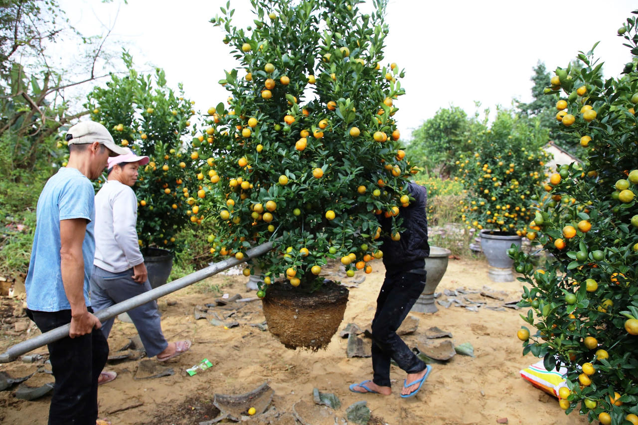 Làng quất cảnh lớn nhất miền Trung “đắt hàng”, nông dân phấn khởi đón tết