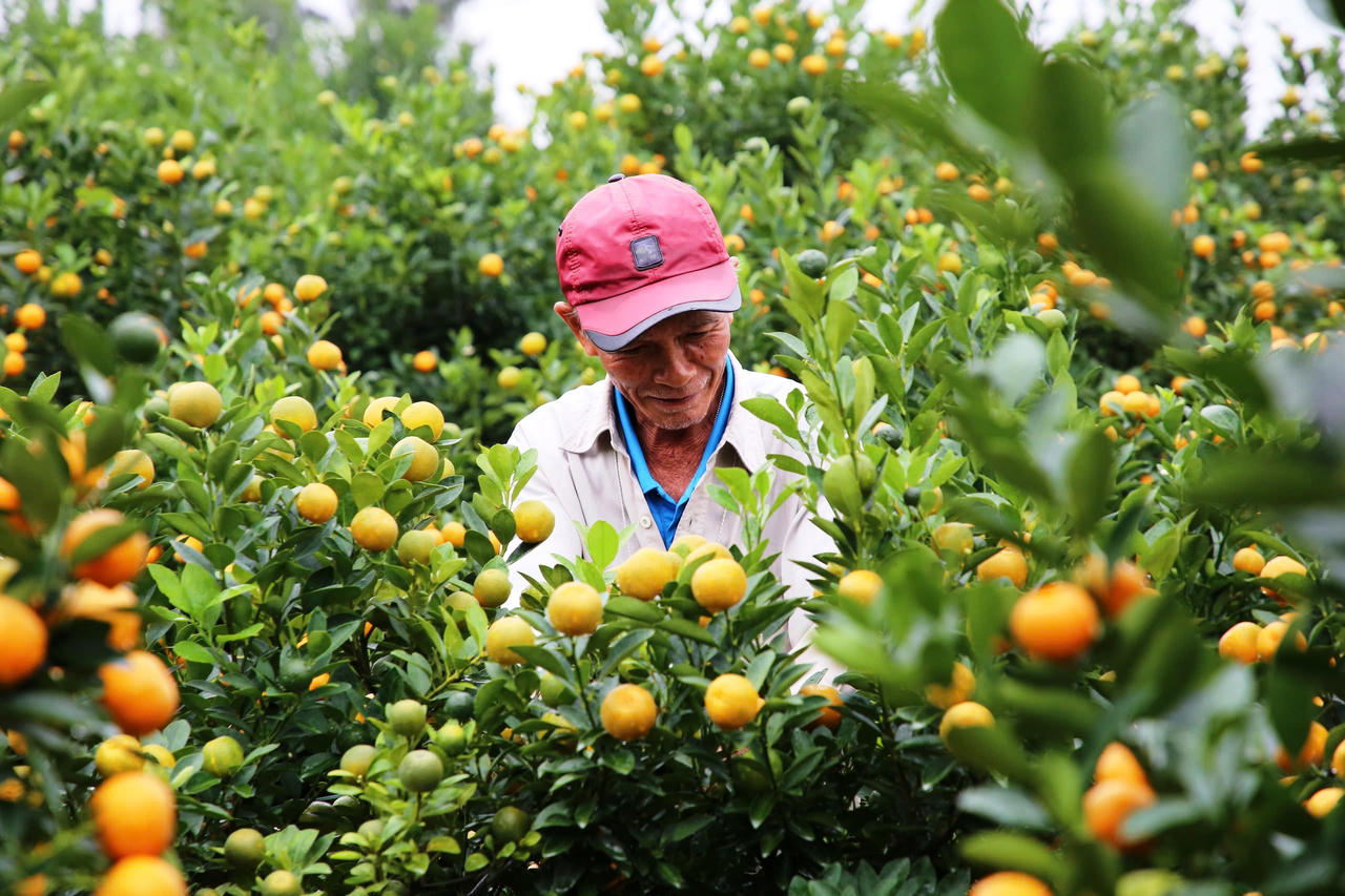 Làng quất cảnh lớn nhất miền Trung “đắt hàng”, nông dân phấn khởi đón tết