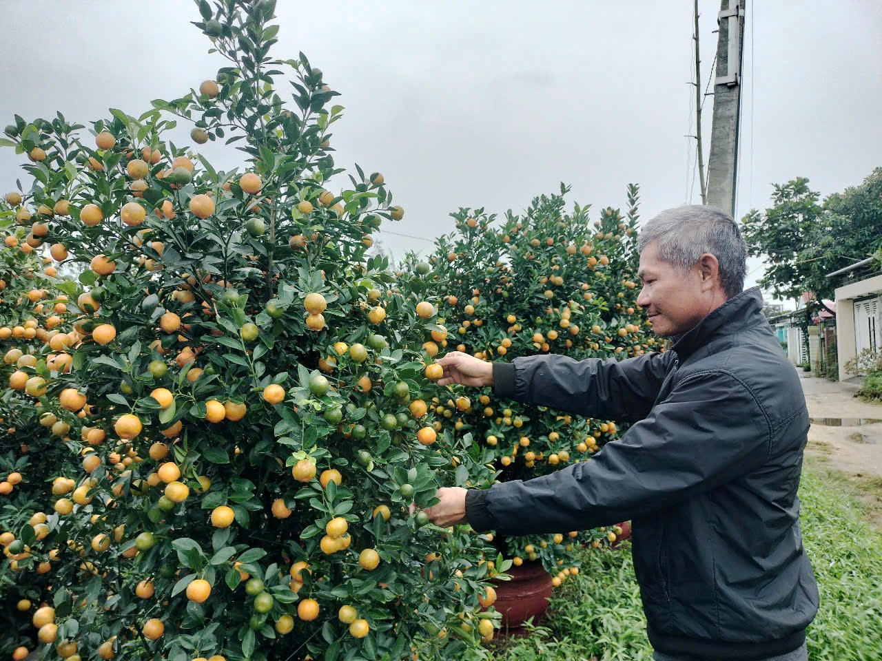 Làng quất cảnh lớn nhất miền Trung “đắt hàng”, nông dân phấn khởi đón tết