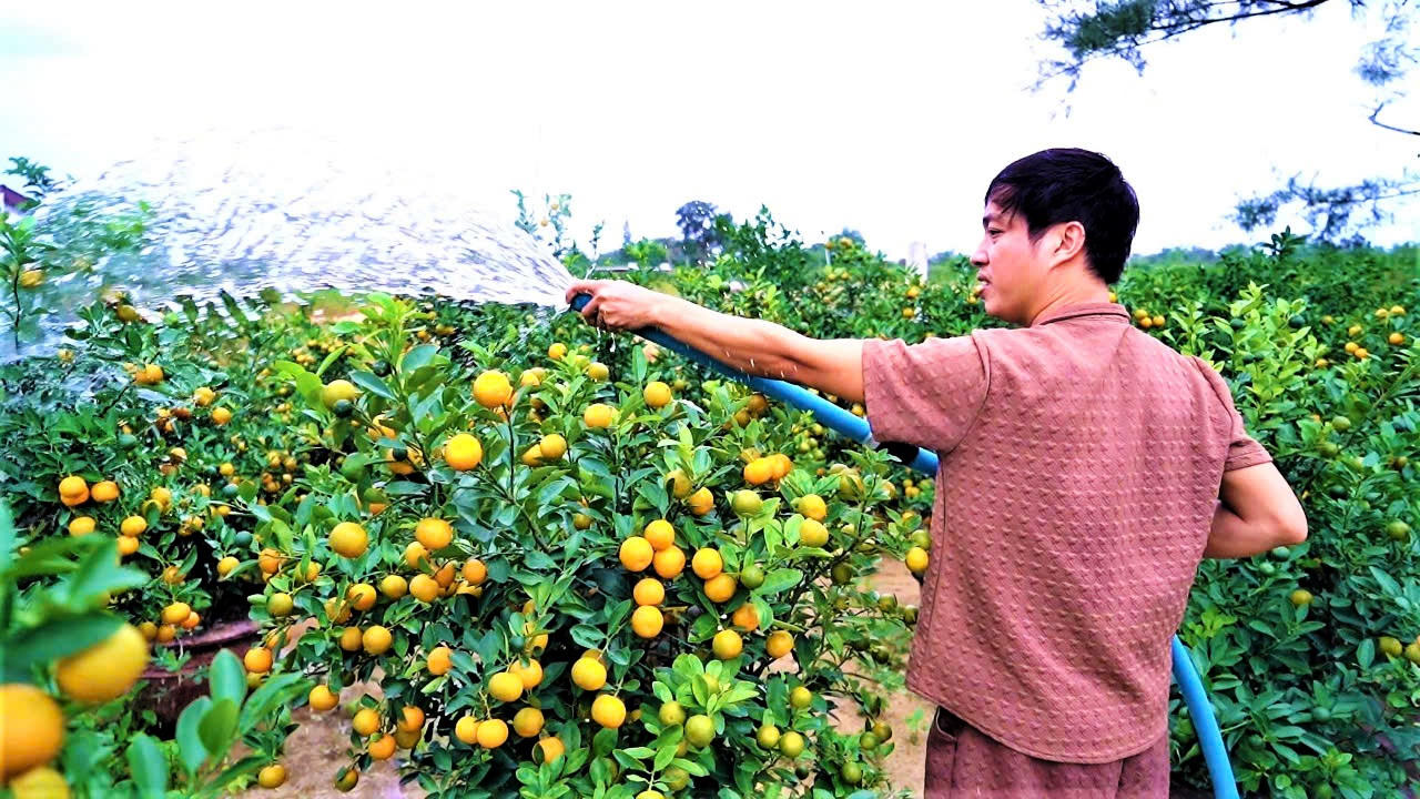 Làng quất cảnh lớn nhất miền Trung “đắt hàng”, nông dân phấn khởi đón tết