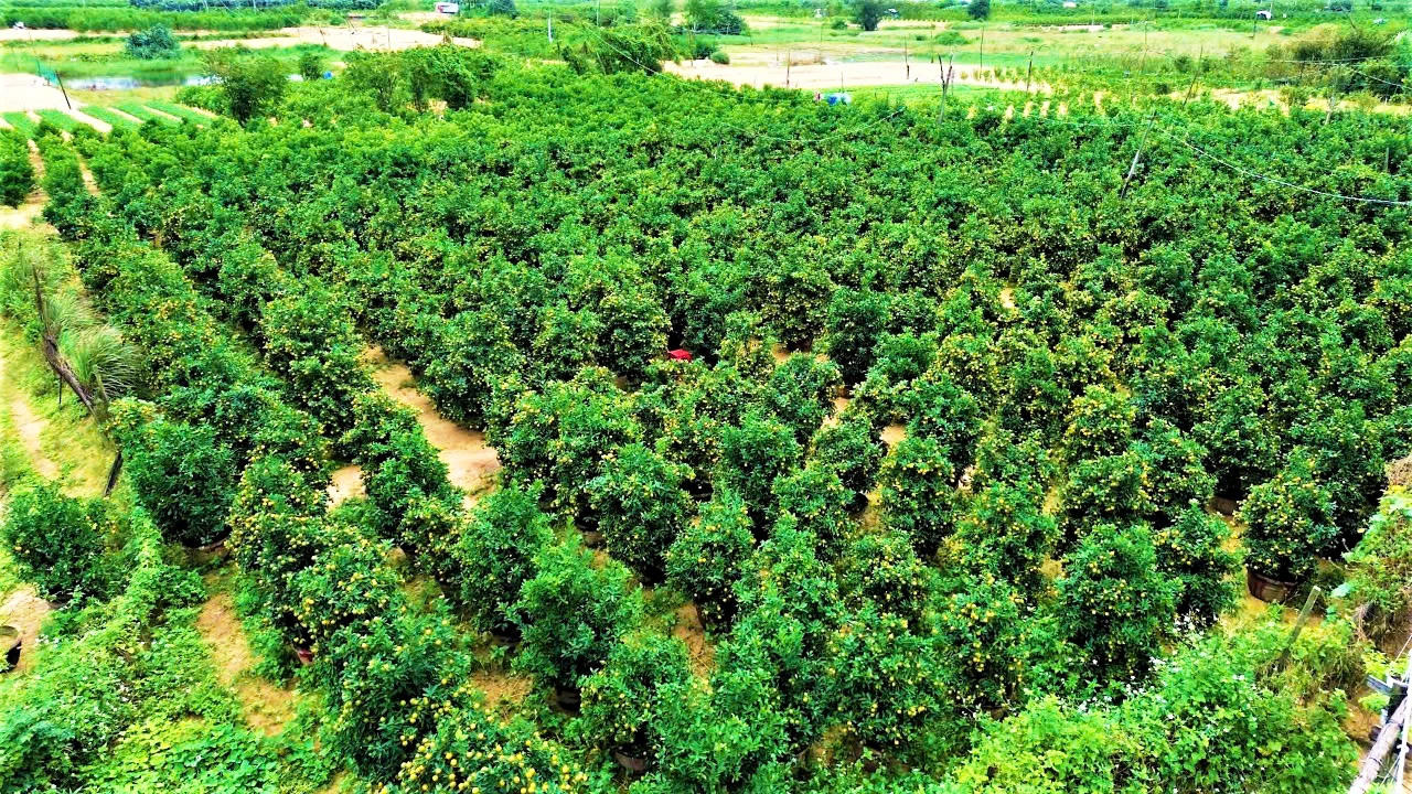 Làng quất cảnh lớn nhất miền Trung “đắt hàng”, nông dân phấn khởi đón tết