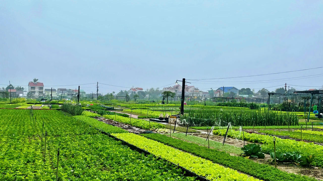 'Khách tây' đội mưa tham gia lễ hội Cầu Bông ở làng du lịch tốt nhất thế giới