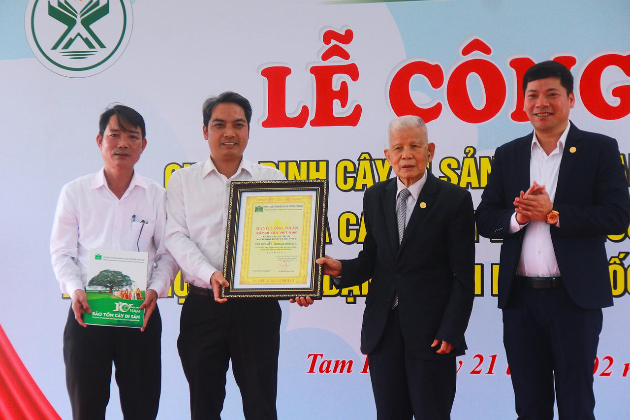 “Đài quan sát” hơn 500 tuổi ở Tam Kỳ được công nhận là cây di sản