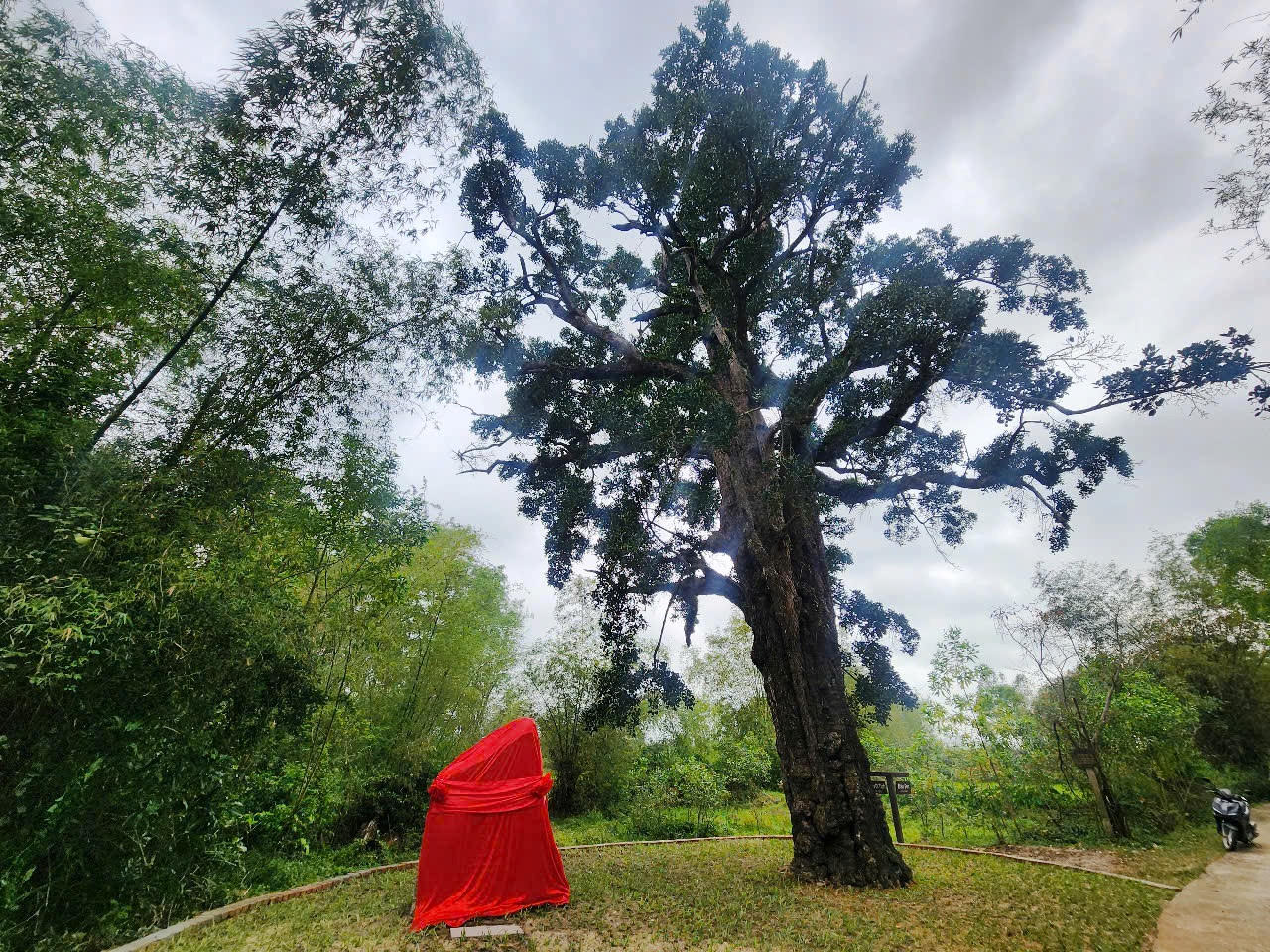 “Đài quan sát” hơn 500 tuổi ở Tam Kỳ được công nhận là cây di sản