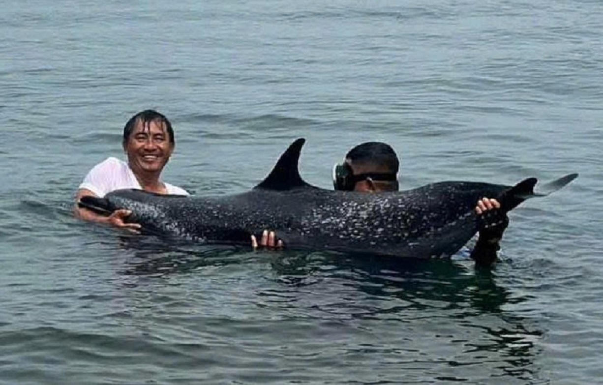 Cá heo mắc cạn, chết tại khu vực cảng Tiên Sa 