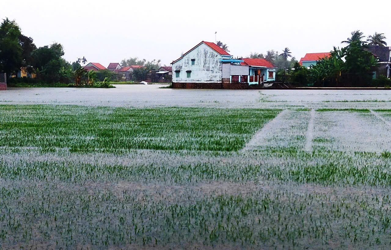 Quảng Nam: Hơn 700 nhà dân bị ngập, 16.000ha lúa, hoa màu chìm trong nước lũ sau bão số 1