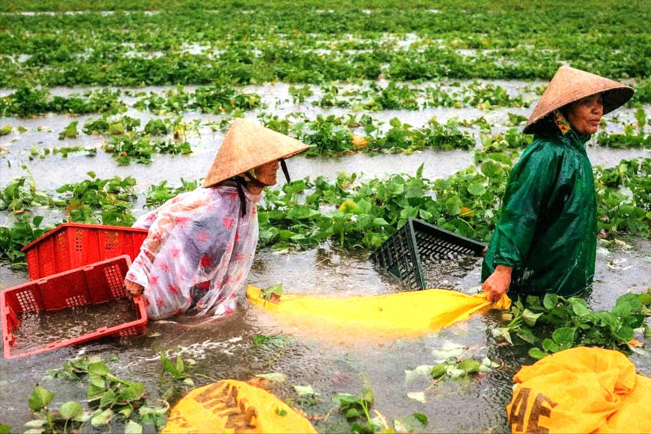 Quảng Nam: Hơn 700 nhà dân bị ngập, 16.000ha lúa, hoa màu chìm trong nước lũ sau bão số 1