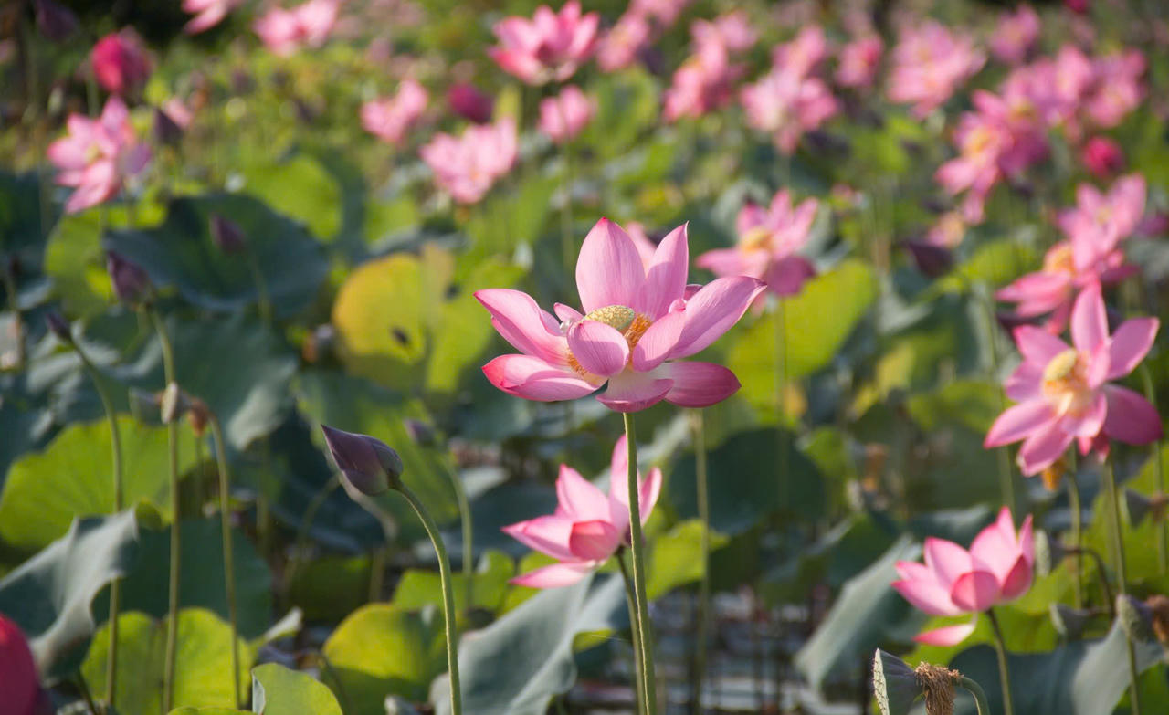 Trà Lý mùa sen nở mang vẻ đẹp hoang sơ hút hồn du khách