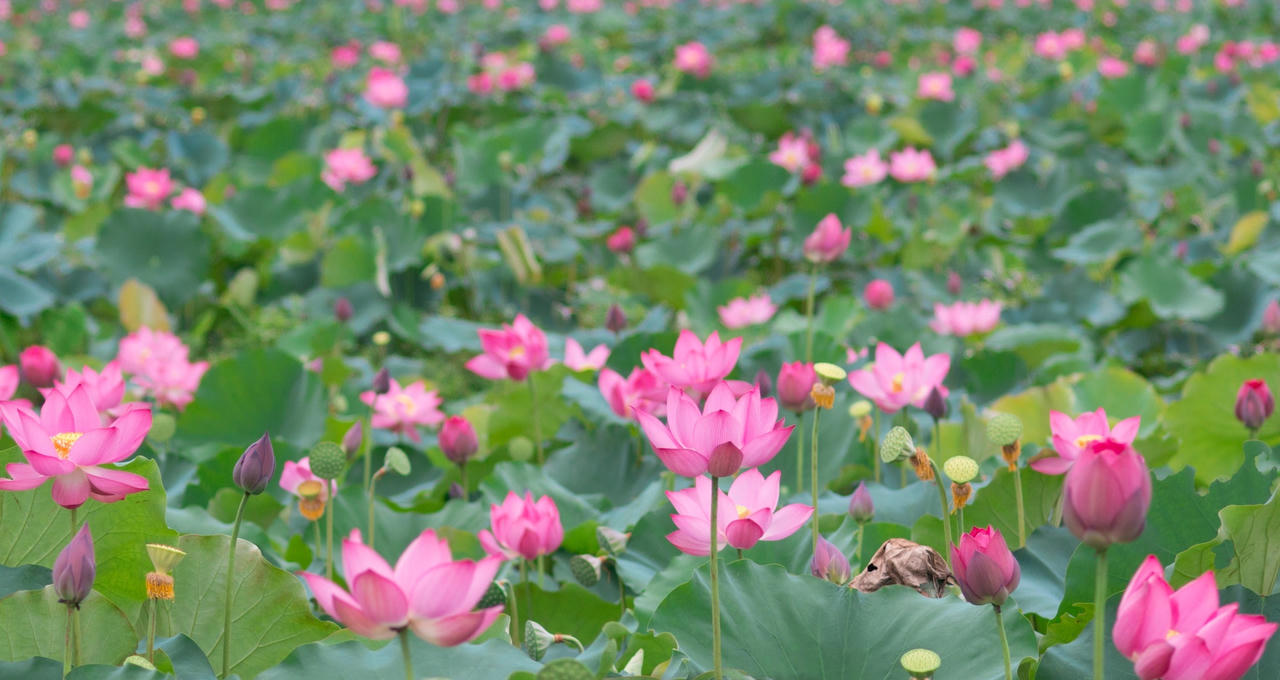 Trà Lý mùa sen nở mang vẻ đẹp hoang sơ hút hồn du khách