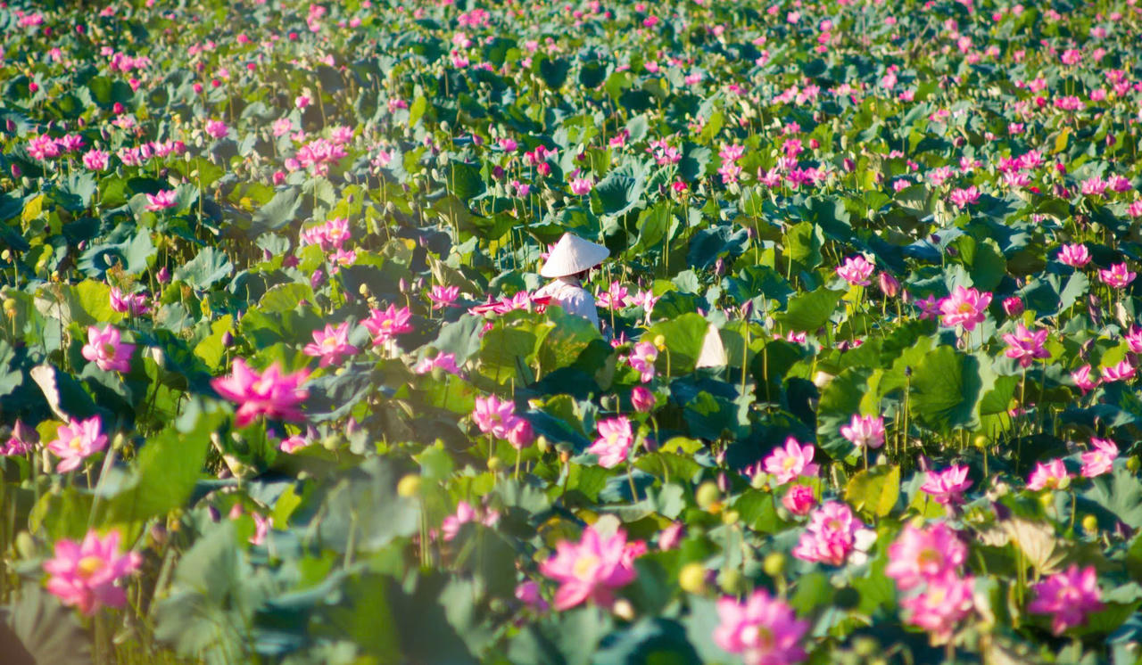 Trà Lý mùa sen nở mang vẻ đẹp hoang sơ hút hồn du khách