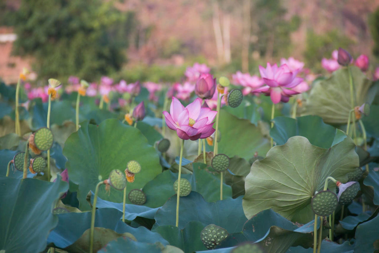 Trà Lý mùa sen nở mang vẻ đẹp hoang sơ hút hồn du khách