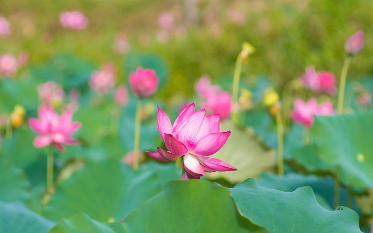 Trà Lý mùa sen nở mang vẻ đẹp hoang sơ hút hồn du khách