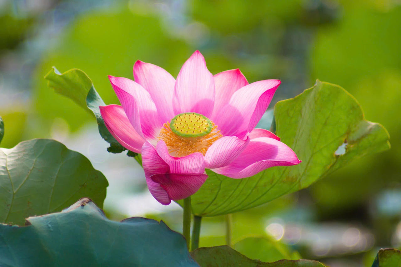 Trà Lý mùa sen nở mang vẻ đẹp hoang sơ hút hồn du khách