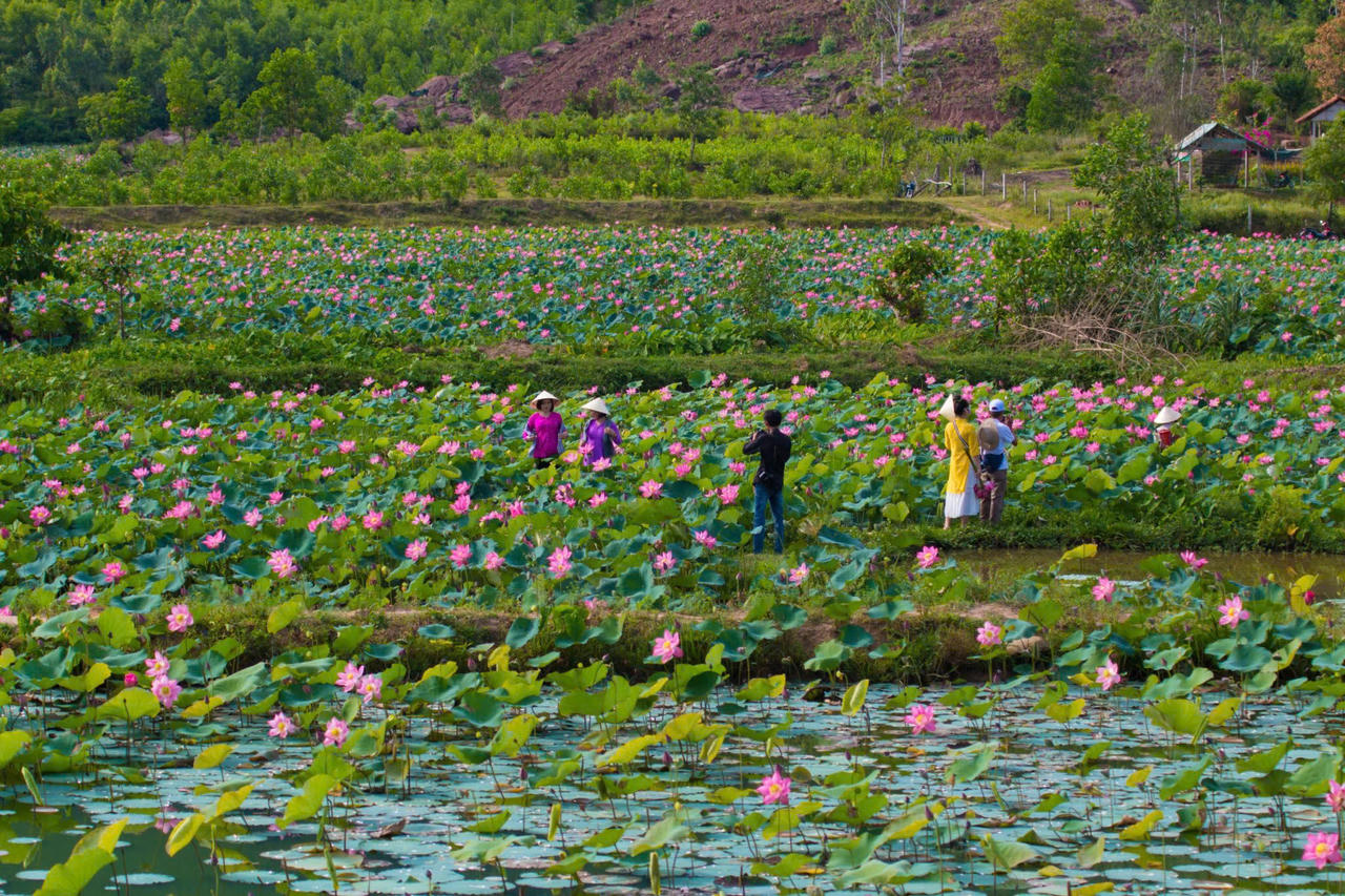 Trà Lý mùa sen nở mang vẻ đẹp hoang sơ hút hồn du khách