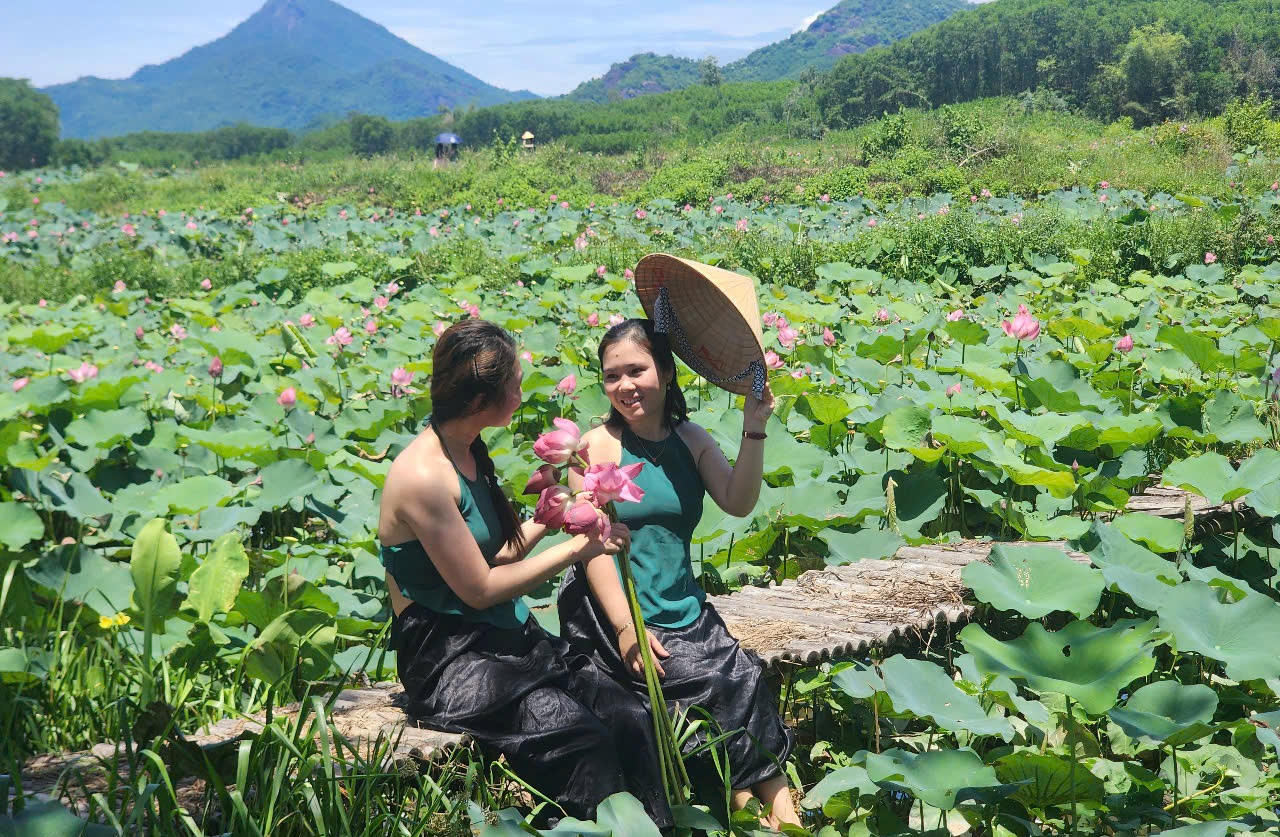 Trà Lý mùa sen nở mang vẻ đẹp hoang sơ hút hồn du khách