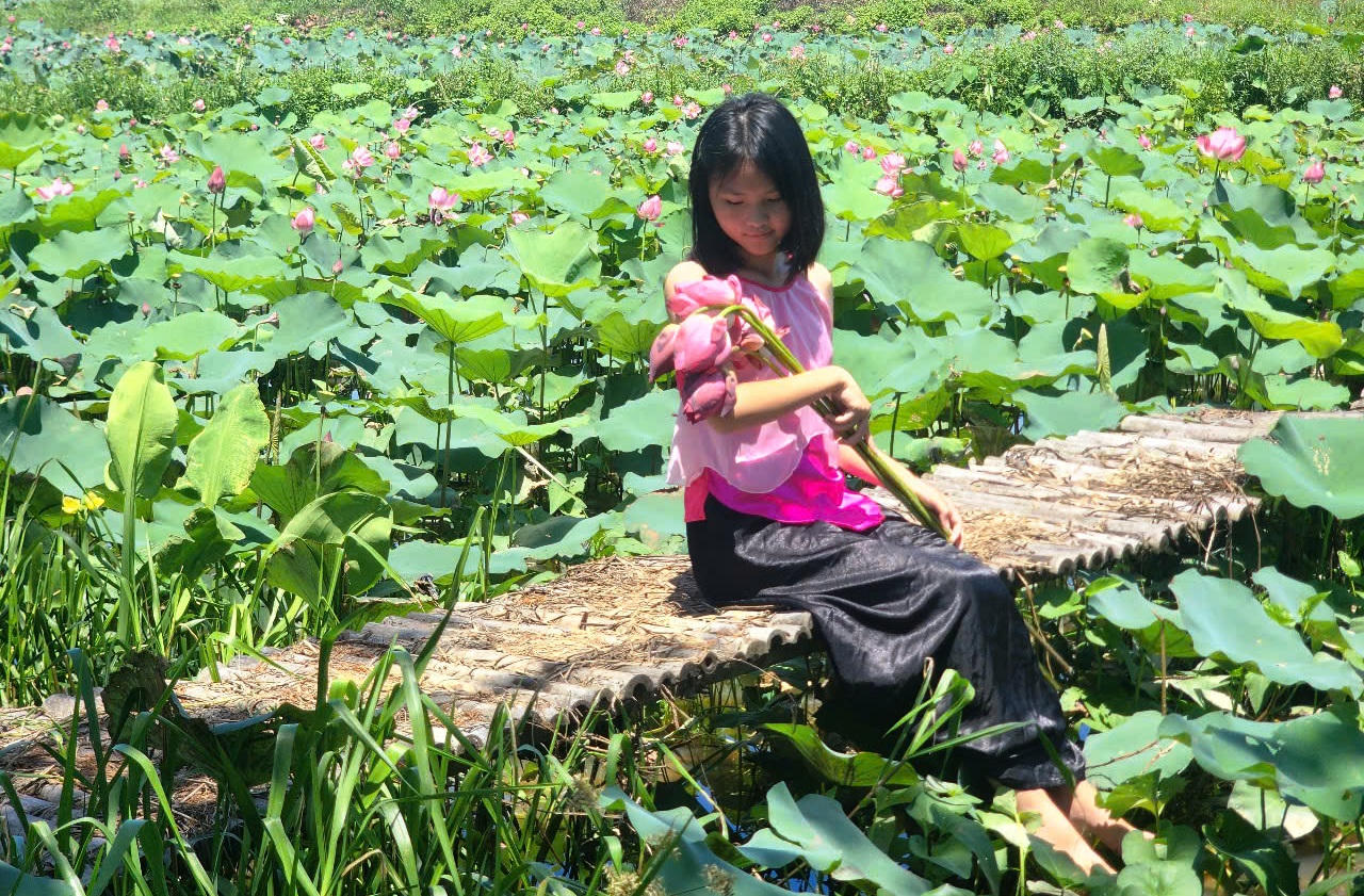 Trà Lý mùa sen nở mang vẻ đẹp hoang sơ hút hồn du khách