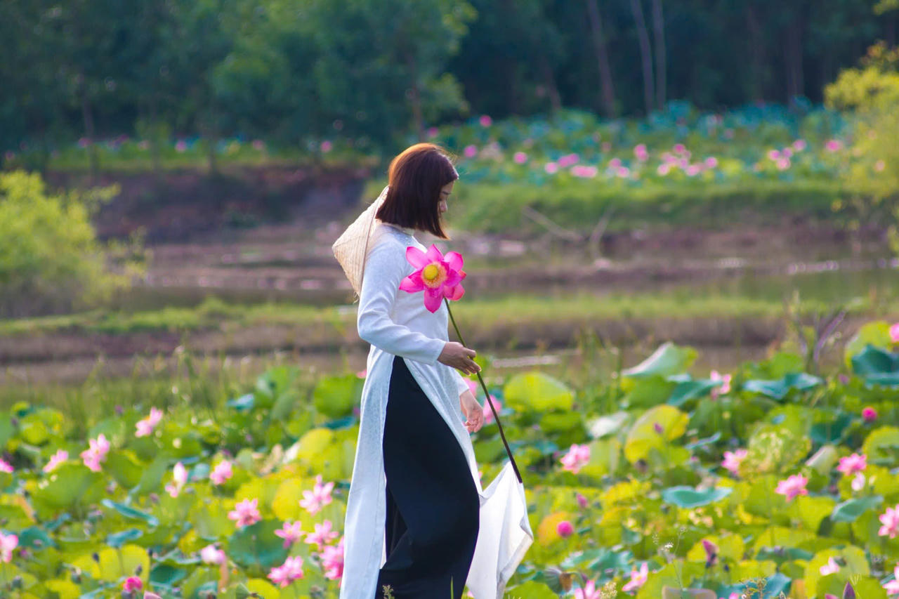 Trà Lý mùa sen nở mang vẻ đẹp hoang sơ hút hồn du khách