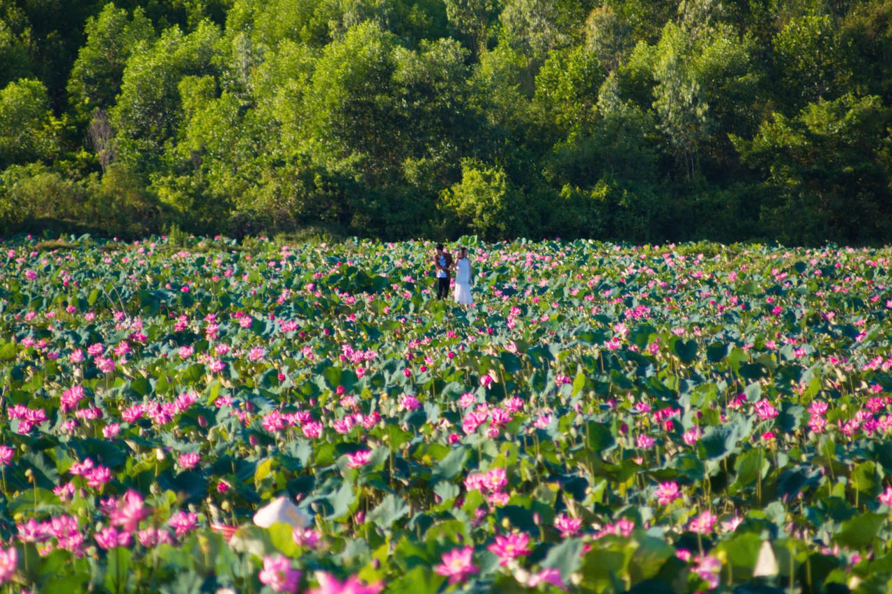 Trà Lý mùa sen nở mang vẻ đẹp hoang sơ hút hồn du khách