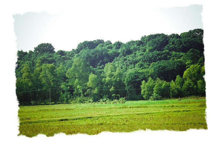 Báu vật của làng: Rừng lim nguyên sinh tồn tại giữa đồng bằng hàng trăm năm