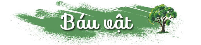 Báu vật của làng: Rừng lim nguyên sinh tồn tại giữa đồng bằng hàng trăm năm