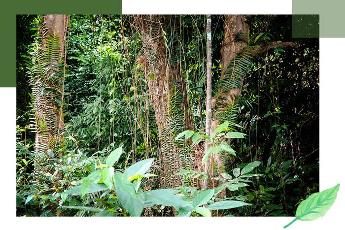 Báu vật của làng: Rừng lim nguyên sinh tồn tại giữa đồng bằng hàng trăm năm