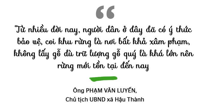 Báu vật của làng: Rừng lim nguyên sinh tồn tại giữa đồng bằng hàng trăm năm