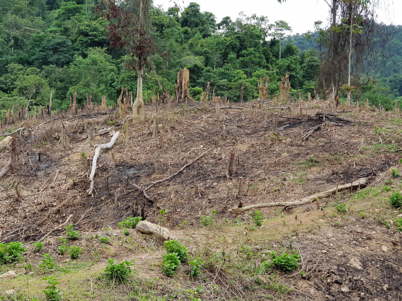 Nghệ An: Nạn phá rừng ở huyện Quỳ Châu đến mức báo động, nhiều cánh rừng tan hoang