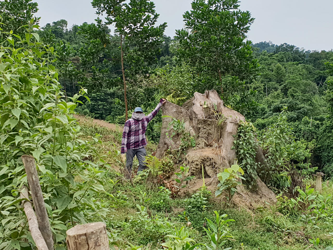 Nghệ An: Nạn phá rừng ở huyện Quỳ Châu đến mức báo động, nhiều cánh rừng tan hoang