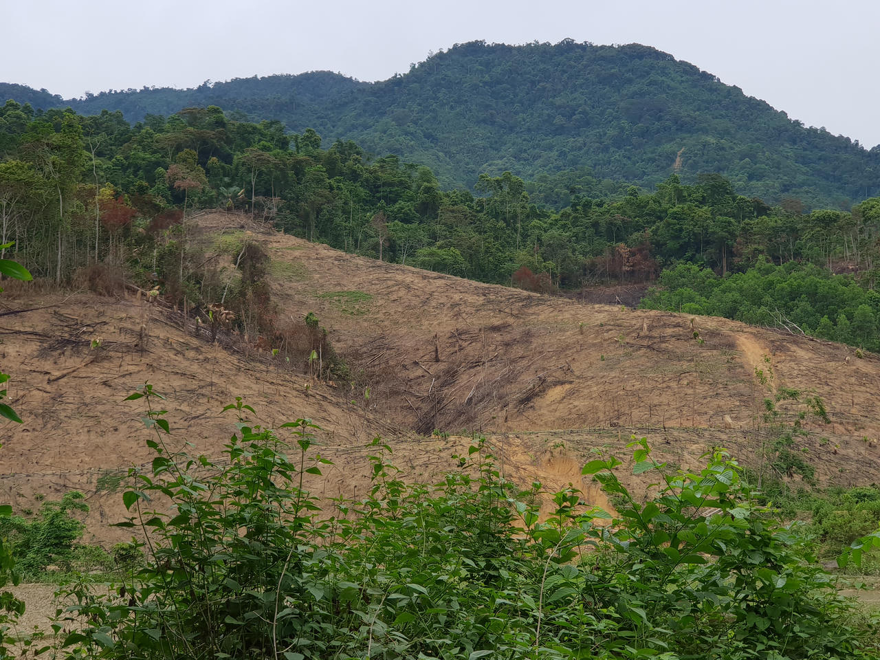 Nghệ An: Nạn phá rừng ở huyện Quỳ Châu đến mức báo động, nhiều cánh rừng tan hoang